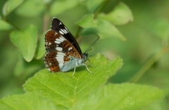 White Admiral