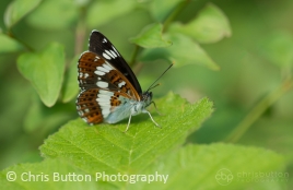 White Admiral