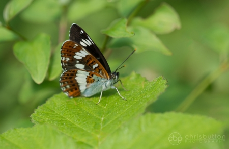 White Admiral