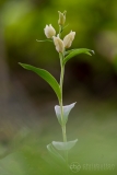 White Helleborine