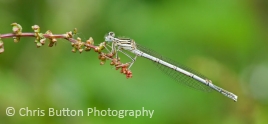 White-legged Damselfly