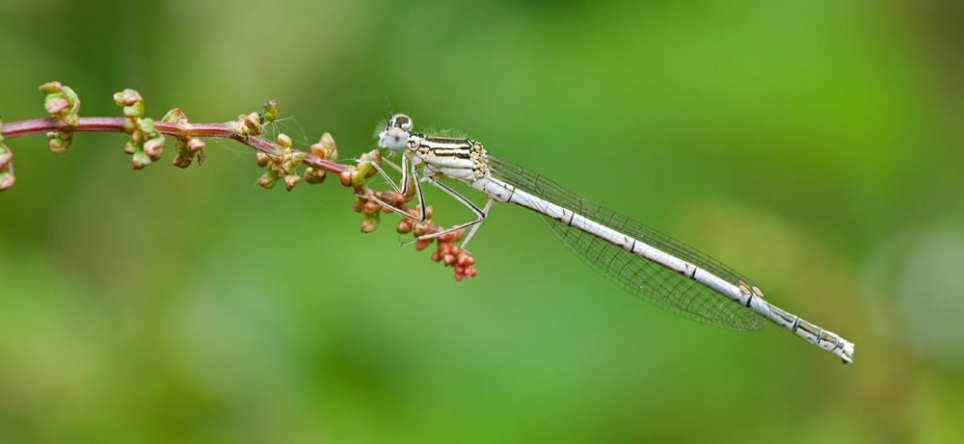 White-legged Damselfly