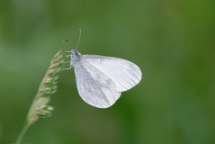 Wood White