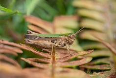 Woodland Grasshopper