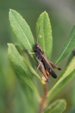 Woodland Grasshopper
