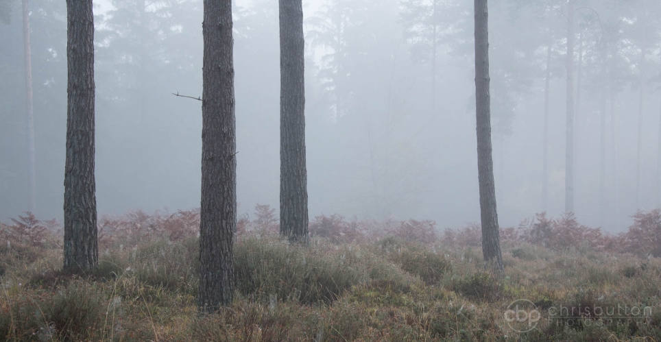 Knightwood Inclosure