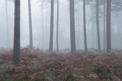 Knightwood Inclosure