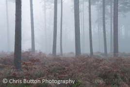 Knightwood Inclosure