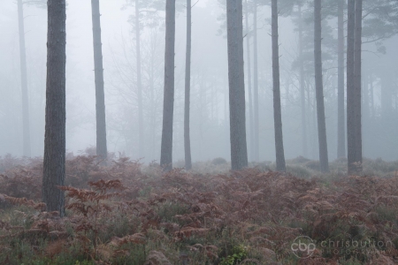 Knightwood Inclosure