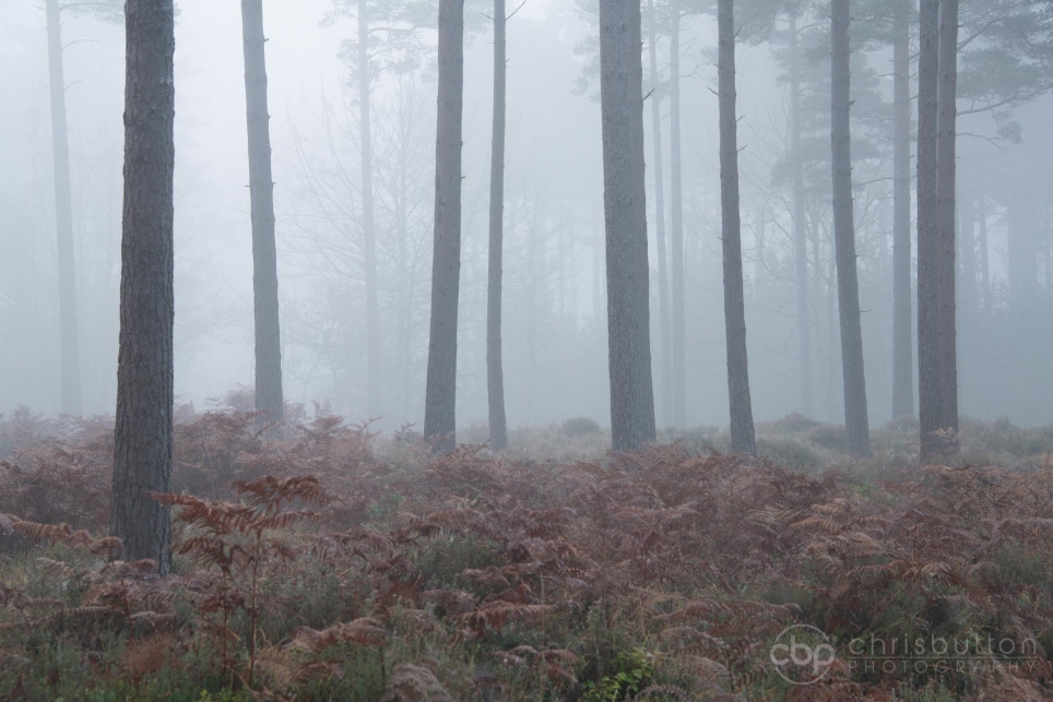 Knightwood Inclosure