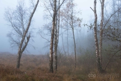 Knightwood Inclosure