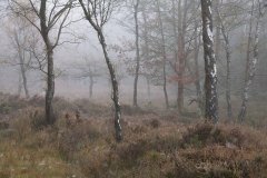 Knightwood Inclosure