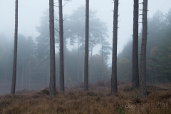 Knightwood Inclosure